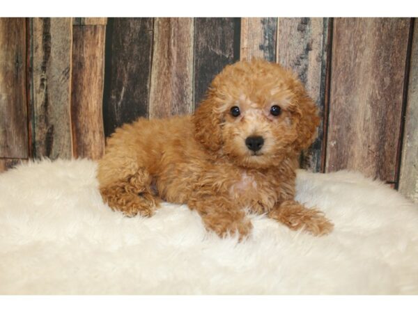 Poodle-DOG-Male-Red-16493-Petland Racine, Wisconsin