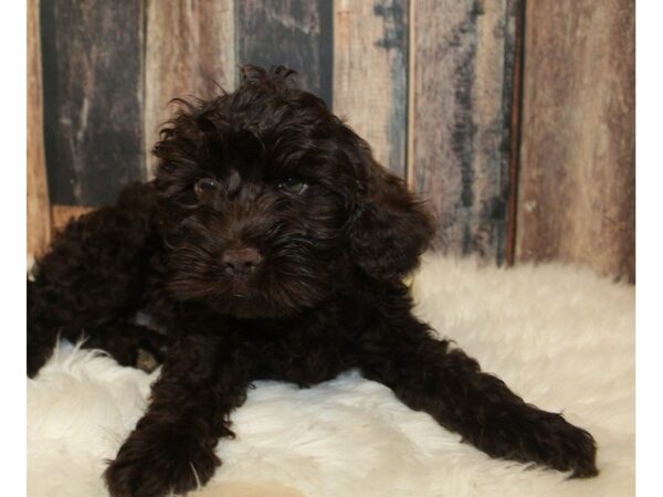 Cock A Poo-DOG-Male-Chocolate-16494-Petland Racine, Wisconsin