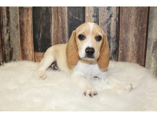 Beagle DOG Male Lemon 16495 Petland Racine, Wisconsin