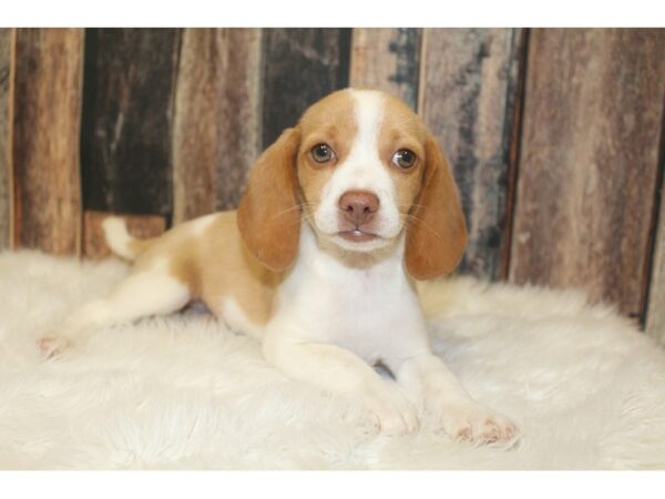 Beagle DOG Female Lemon 16496 Petland Racine, Wisconsin