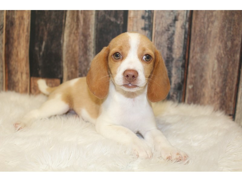 Beagle Puppy Lemon ID:16496 Located at Petland Racine, Wisconsin