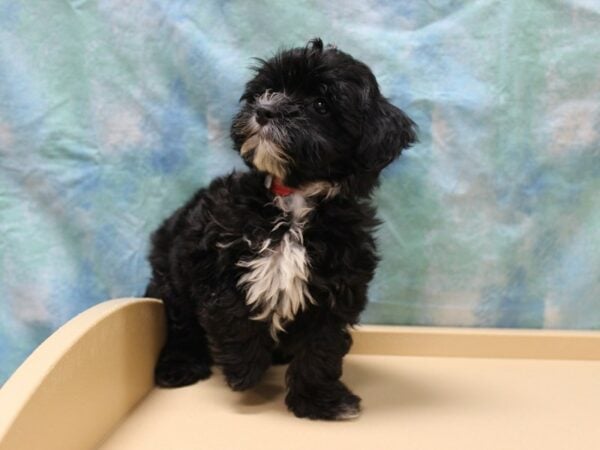 Shihpoo DOG Female Black Brown / White 26173 Petland Racine, Wisconsin