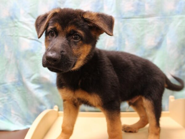 German Shepherd Dog-DOG-Male-Black / Tan-26166-Petland Racine, Wisconsin