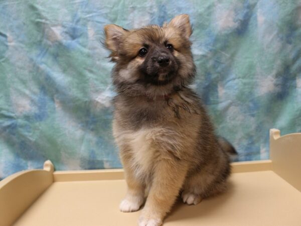 Pomskimo-DOG-Female-Brown-26180-Petland Racine, Wisconsin