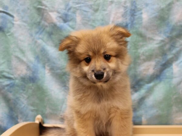 Pomskimo-DOG-Male-Brown-26179-Petland Racine, Wisconsin