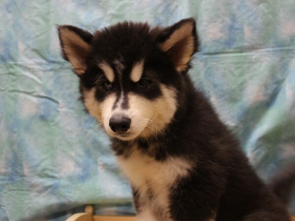 Siberian Husky-DOG-Male-Black / White-26167-Petland Racine, Wisconsin