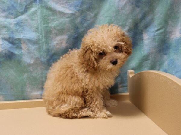 Poodle-DOG-Female-White / Cream-26169-Petland Racine, Wisconsin