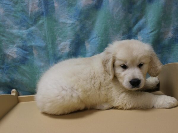 Golden Retriever-DOG-Male-Cream-26175-Petland Racine, Wisconsin