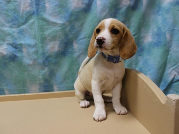 Beagle DOG Female LEMON 26184 Petland Racine, Wisconsin