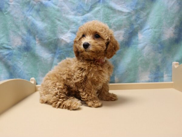 Poodle-DOG-Female-Tan-26181-Petland Racine, Wisconsin