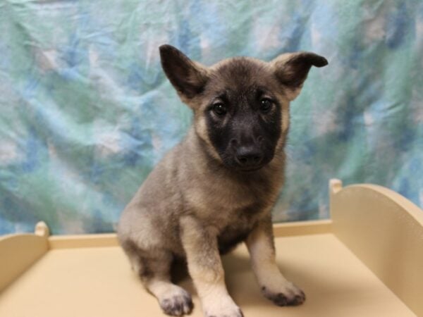 Norwegian Elkhound DOG Female Silver Gray / Black 26177 Petland Racine, Wisconsin