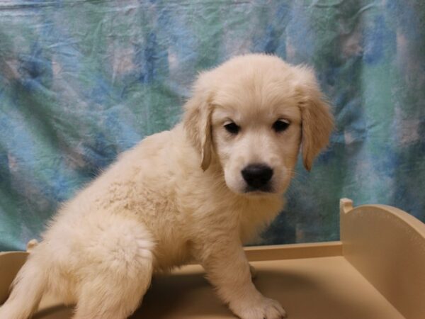 Golden Retriever-DOG-Female-Cream-26174-Petland Racine, Wisconsin
