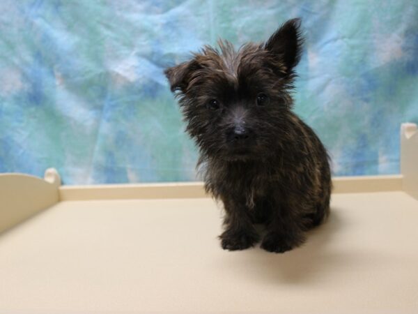 Cairn Terrier DOG Female Brindle 26178 Petland Racine, Wisconsin