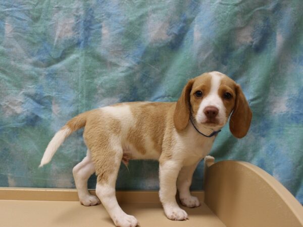 Beagle DOG Male LEMON 26183 Petland Racine, Wisconsin