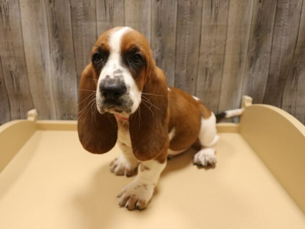 Basset Hound DOG Female Red / White 26208 Petland Racine, Wisconsin