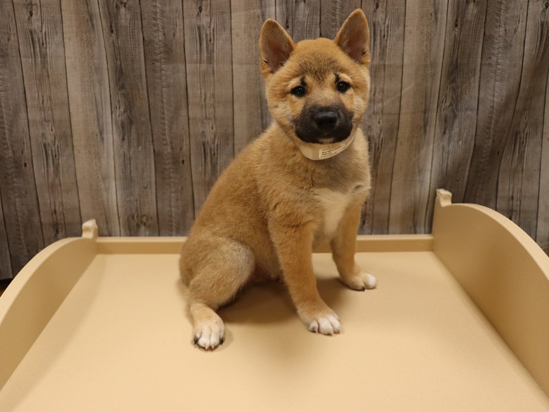 Shiba Inu