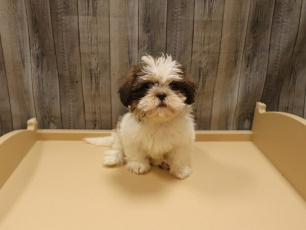 Malshi DOG Female Black / White 26204 Petland Racine, Wisconsin