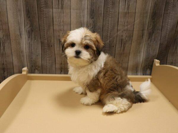 Malshi DOG Male Sable / White 26203 Petland Racine, Wisconsin