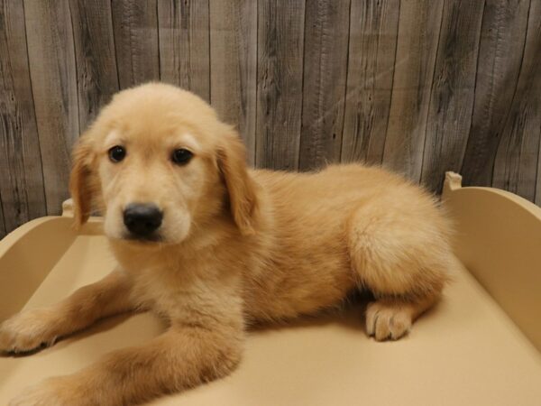 Golden Retriever-DOG-Male-Golden-26199-Petland Racine, Wisconsin