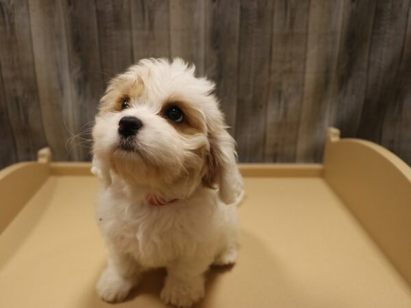 Cavachon DOG Female White 26194 Petland Racine, Wisconsin