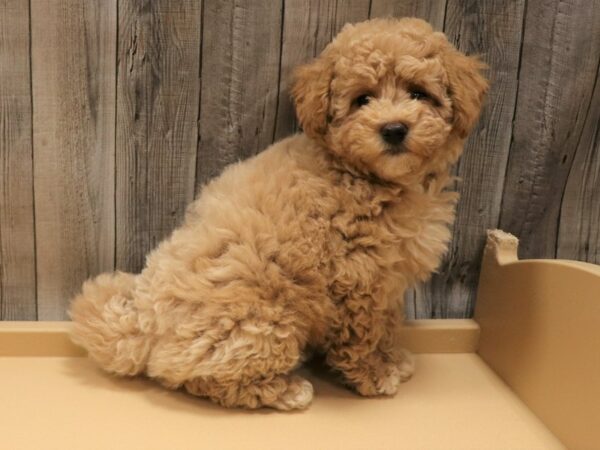 Bichonpoo-DOG-Male-Cream-26193-Petland Racine, Wisconsin