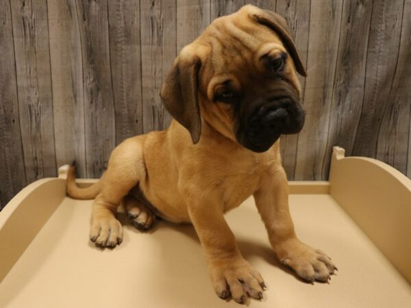 Bullmastiff DOG Male Fawn 26192 Petland Racine, Wisconsin