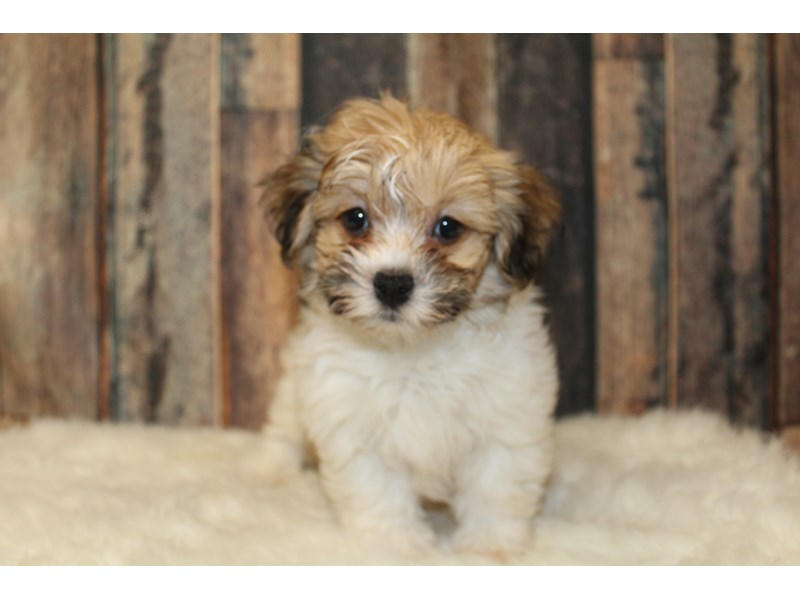 Havanese