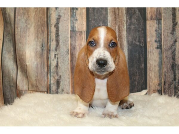 Basset Hound DOG Male Red / White 16502 Petland Racine, Wisconsin