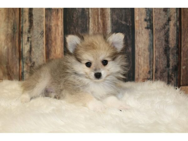 Pomeranian-DOG-Male-Wolf Sable-16506-Petland Racine, Wisconsin