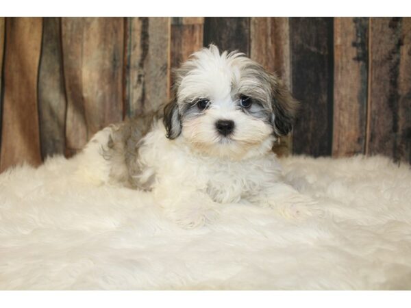 Maltese/Shih Tzu DOG Male Sable / White 16507 Petland Racine, Wisconsin