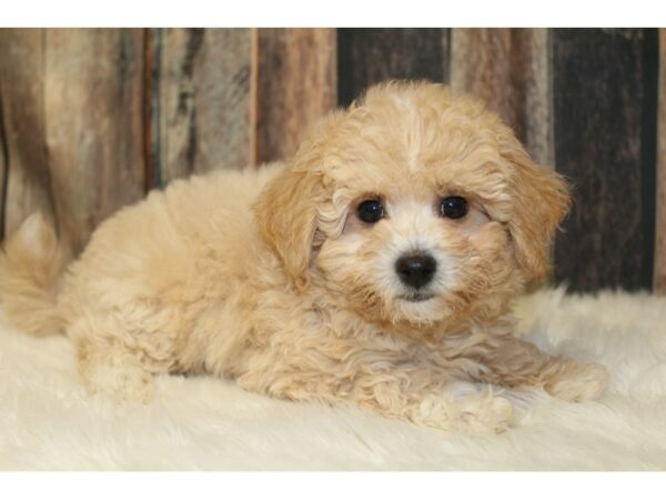 Bichonpoo DOG Male Cream 16509 Petland Racine, Wisconsin