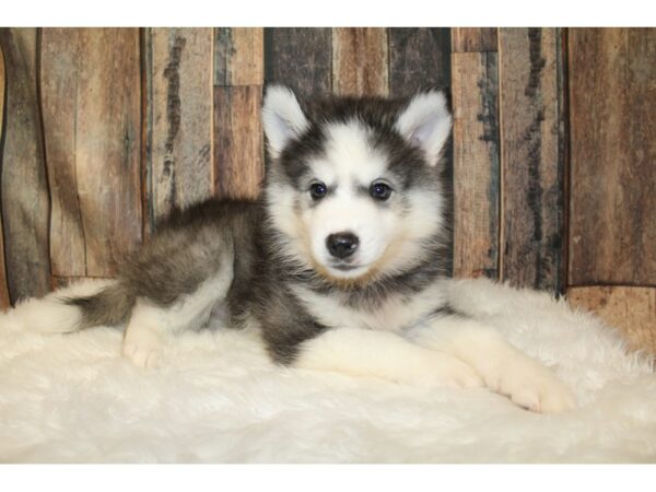 Huskimo DOG Male Black / White 16511 Petland Racine, Wisconsin