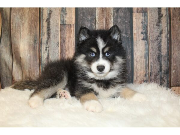 Pomsky 2nd Gen-DOG-Male-Black / White-16512-Petland Racine, Wisconsin