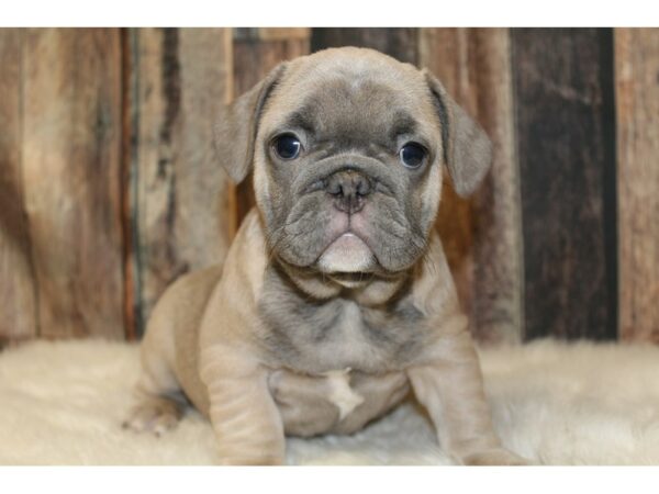 French Bulldog-DOG-Male-blue Fawn-16516-Petland Racine, Wisconsin