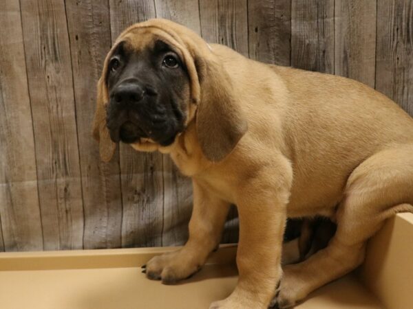 English Mastiff DOG Female FAWN BLK MASK 26243 Petland Racine, Wisconsin