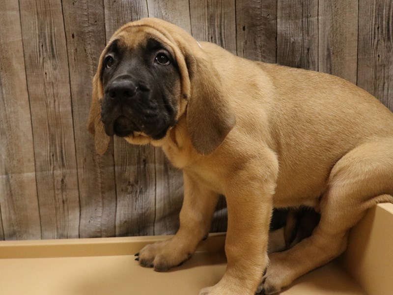 English Mastiff