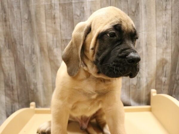 English Mastiff DOG Male FAWN BLK MASK 26242 Petland Racine, Wisconsin