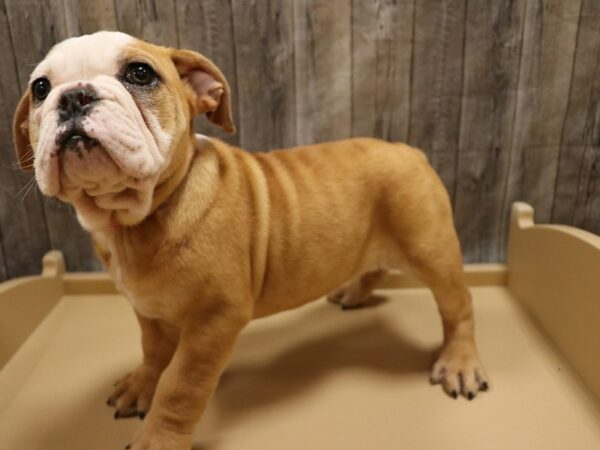 Beabull 2nd Gen-DOG-Female-Brown / White-26241-Petland Racine, Wisconsin