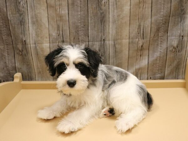 Schnoodle DOG Male Blue Merle / White 26240 Petland Racine, Wisconsin