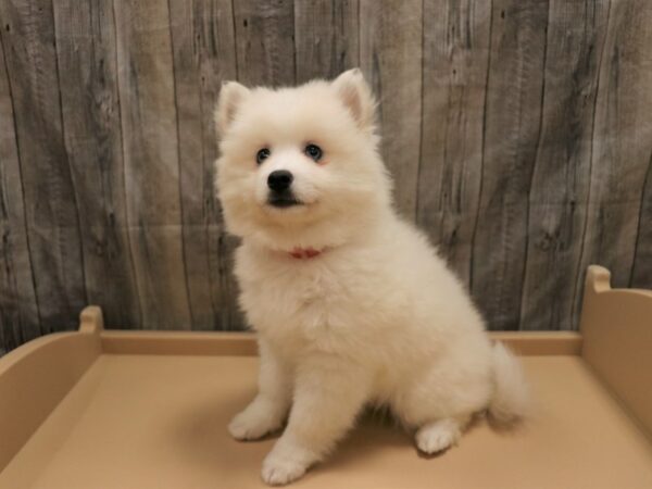 Alaskan Klee Kai/American Eskimo-DOG-Female-White-26238-Petland Racine, Wisconsin