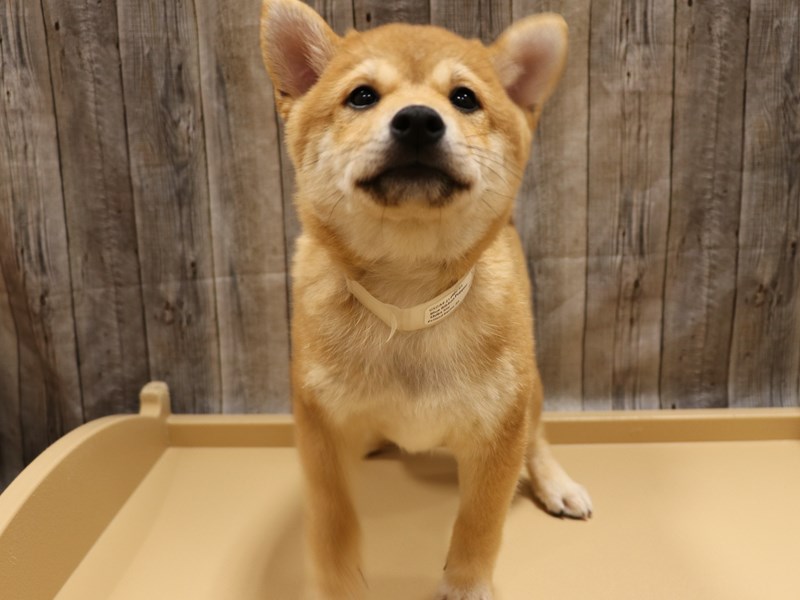 Shiba Inu