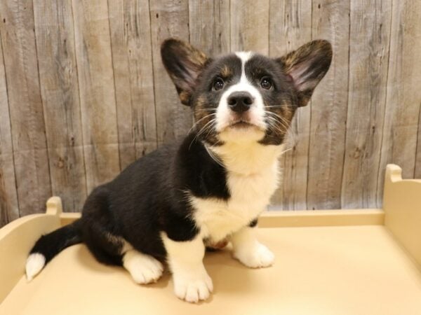 Cardigan Welsh Corgi DOG Male Black / White 26234 Petland Racine, Wisconsin