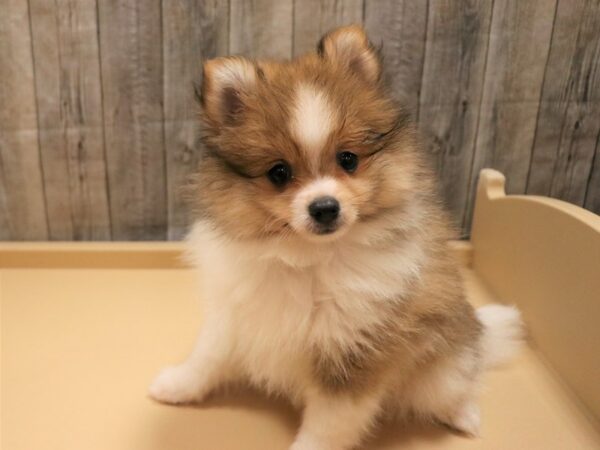 Pomeranian-DOG-Female-Sable / White-26233-Petland Racine, Wisconsin