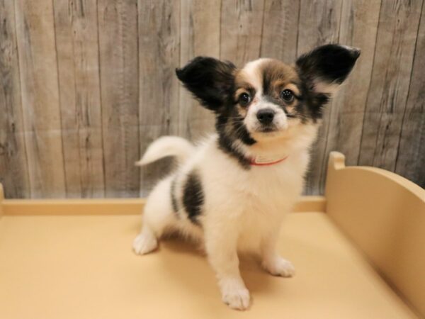 Papillon DOG Female Black / White 26232 Petland Racine, Wisconsin