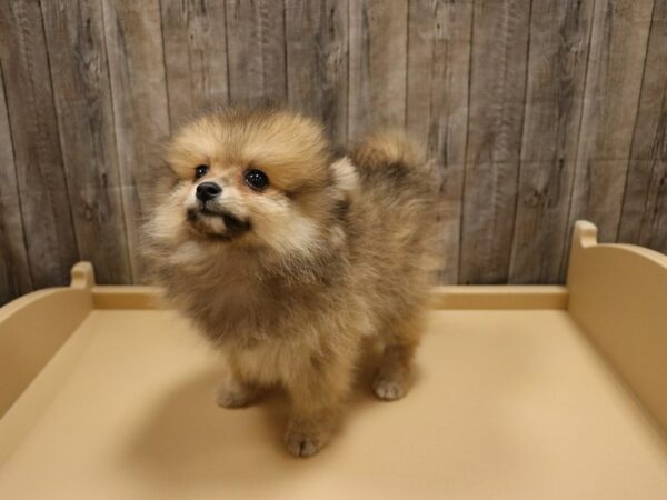 Pomeranian-DOG-Male-Black / Tan-26231-Petland Racine, Wisconsin