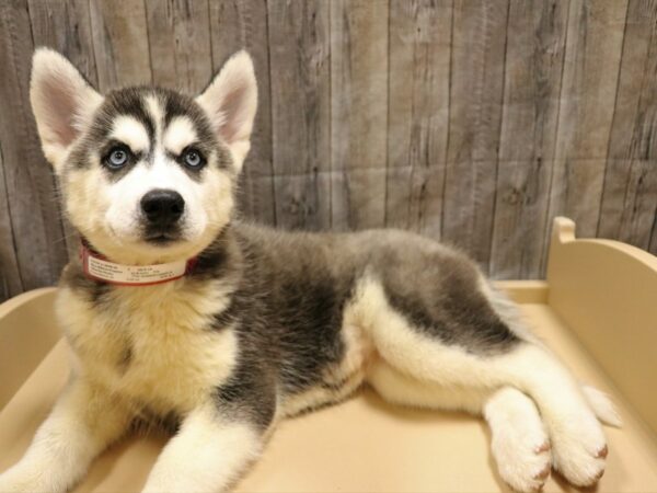 Siberian Husky-DOG-Female-Black / White-26230-Petland Racine, Wisconsin