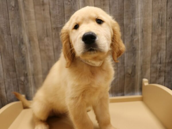 Golden Retriever-DOG-Male-Golden-26226-Petland Racine, Wisconsin
