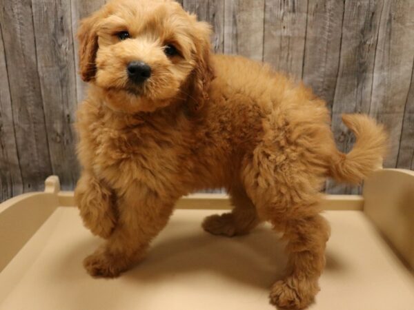 Mini Goldendoodle DOG Male Red 26225 Petland Racine, Wisconsin