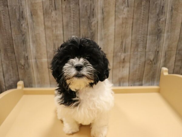 Teddy Bear DOG Female Black / White 26223 Petland Racine, Wisconsin