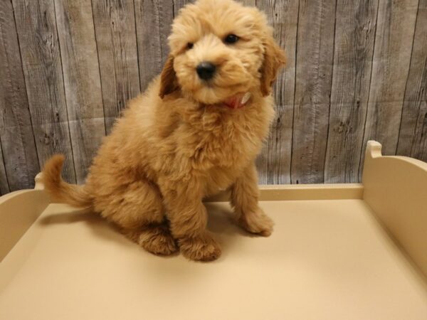 Mini Goldendoodle DOG Female Red 26222 Petland Racine, Wisconsin